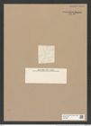 Melosira granulata var. curvata Gru. (de-Toni-Nr.: Genus 213, Species 5311) Zeichnungen Sammlung Grunow Nr. 9181 (NHMW-BOT-W0378967)